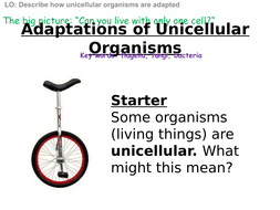 KS3 Unicellular Organisms | Teaching Resources