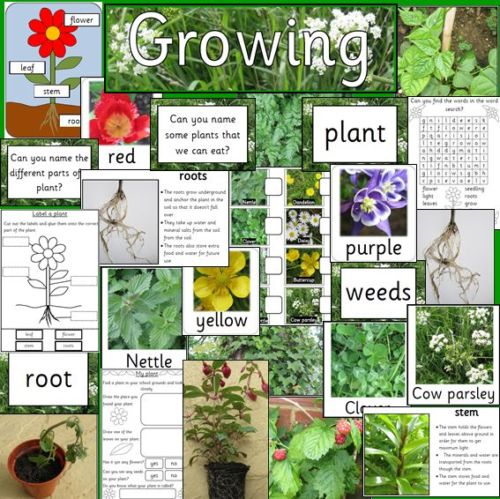Growing plants topic pack- Spring, Gardening, Growth