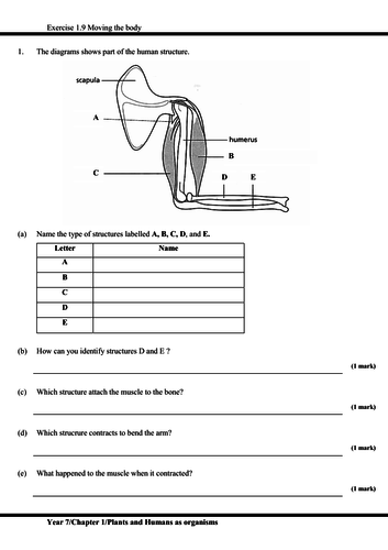 igcse worksheet and revision with answer script plants and humans as
