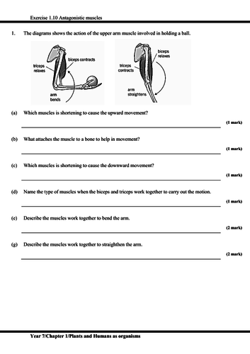 igcse worksheet and revision with answer script plants