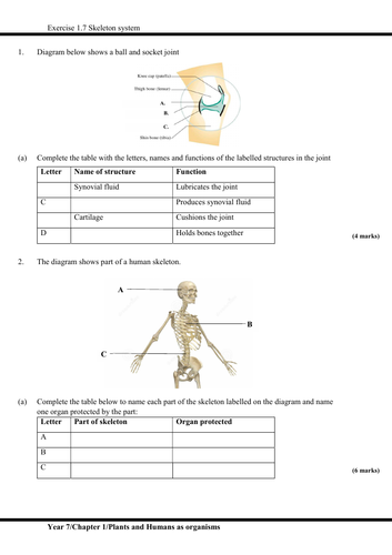 igcse worksheet and revision with answer script plants and humans as