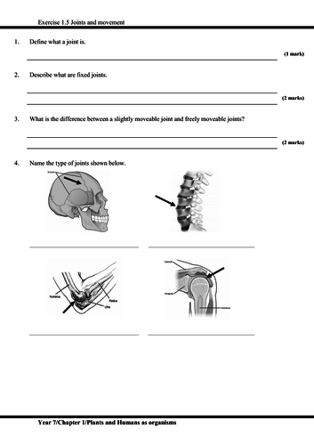igcse worksheet and revision with answer script plants and humans as