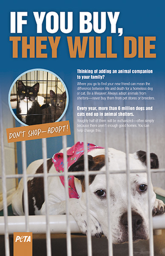 Non-fiction: Animal Rights | Teaching Resources