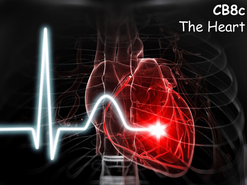 Edexcel CB8c The Heart