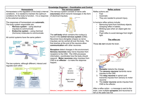 AQA GCSE 9-1 BIOLOGY Knowledge Organiser - Control and Coordination