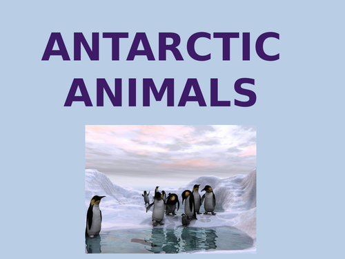Arctic and Antarctic Animals | Teaching Resources
