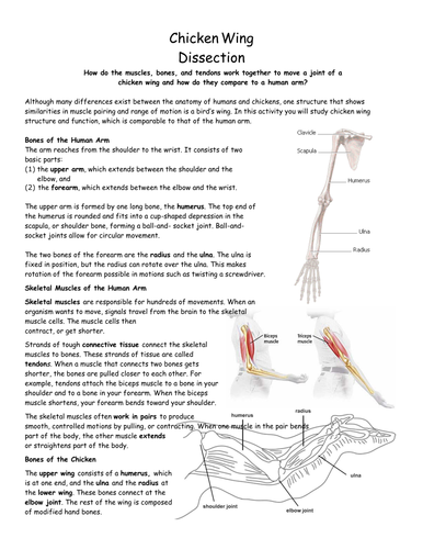 Btec Applied Science 2016 Unit 8 Aim A, Musculoskeletal System 