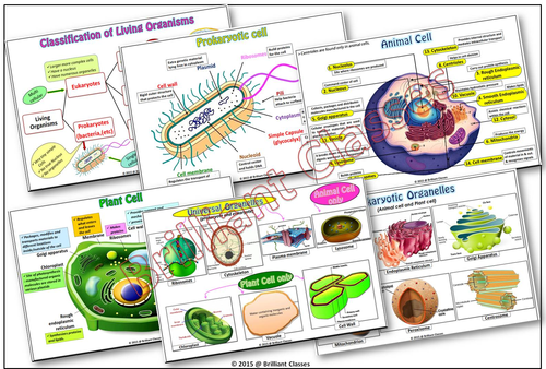 Cell Colorful Posters for Classroom - {Animal Cell / Plant Cell} | Teaching  Resources