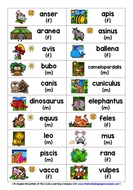 PRIMARY LATIN ANIMALS CARDS | Teaching Resources