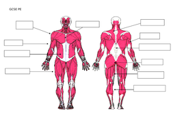 GCSE PE - Muscular System | Teaching Resources