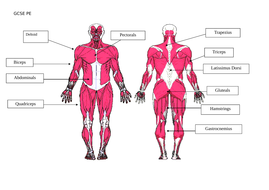 Gcse muscles diagram