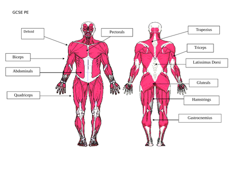 gcse-pe-muscular-system-teaching-resources