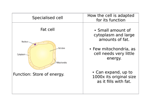 Cell differentiation, cell specialisation, using a microscope, preparing  animal and plant cell slide | Teaching Resources