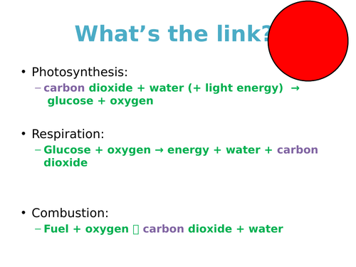 The Carbon Cycle