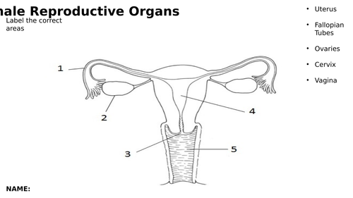 Female Reproductive Organs Worksheet And Diagram Sex Education 7885