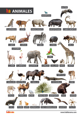 spanish-vocabulary-posters-animals-teaching-resources