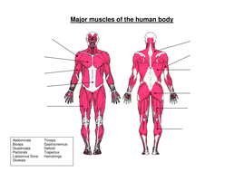 New OCR GCSE PE - 1.1.b Complete Teacher Pack (Muscular System ...