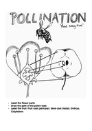 pollination worksheet and lesson plan teaching resources