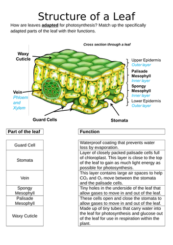 structure-of-the-leaf-ks3-teaching-resources