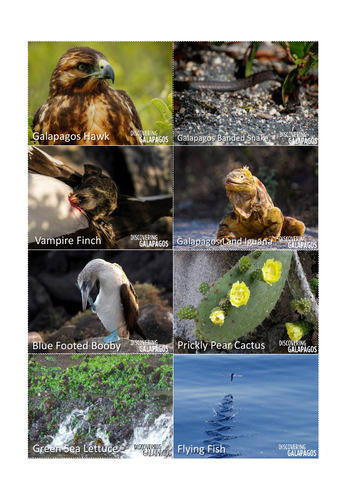 Food chains and webs (Galapagos Study) Biology Diagrams