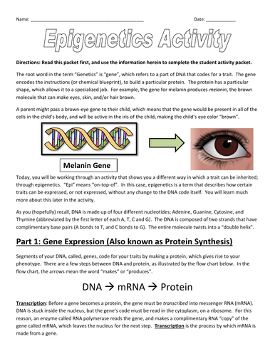Epigenetics Activity: Modeling Epigenetic Gene Expression | Teaching ...