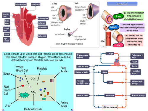 AQA GCSE Biology Circulatory System and Blood Revision Mat