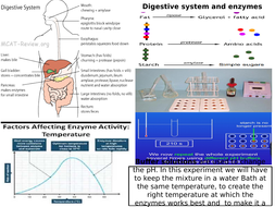 digestive system gcse enzymes mats biology aqa tests mat respiratory circulatory revision organization questions resources