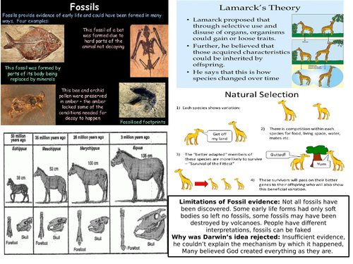 AQA GCSE 9-1 Biology fossils, Natural selection and Evolution