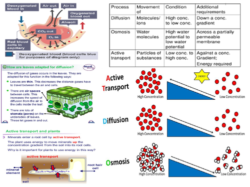 AQA GCSE 9-1 Biology Transport Systems, diffusion osmosis Active Transport