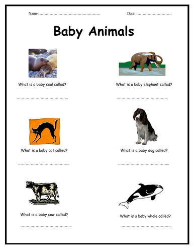 Baby and Adult Animals