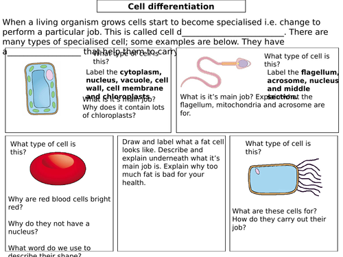 Cell differentiation A3 sheet | Teaching Resources