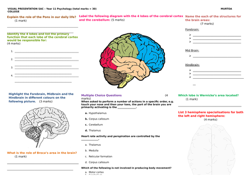 91����t / SAC / Assessment on brain structure and functions