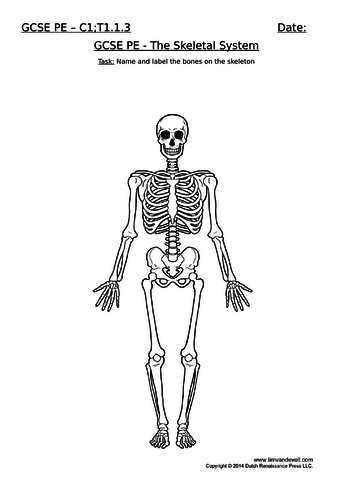 GCSE PE (Edexcel) - C1;T1.1.3 - Skeleton Labelling The Bones & Joints ...