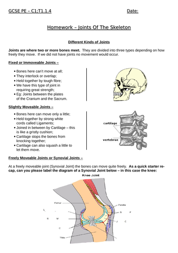 GCSE PE (Edexcel) - C1;T1.1.3 - Skeleton Labelling The Bones & Joints ...