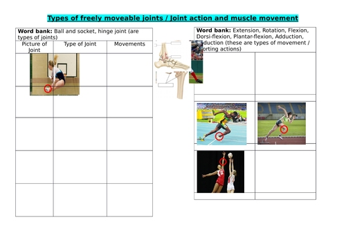Chapter 1 (muscles and bones)- Worksheets to help with revision or can