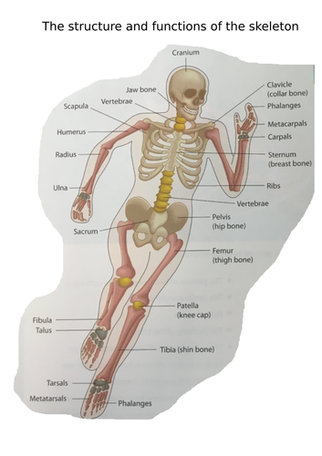 Chapter 1 (muscles and bones)- Worksheets to help with revision or can