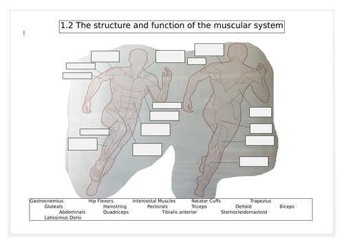 Chapter 1 (muscles and bones)- Worksheets to help with revision or can