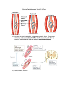 AQA A level PE Anatomy and Physiology Worksheets and Student/Teacher