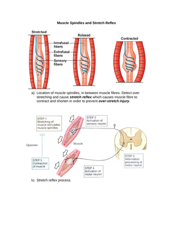 AQA A level PE Anatomy and Physiology Worksheets and Student/Teacher