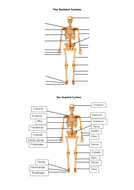 AQA A level PE Anatomy and Physiology Worksheets and Student/Teacher