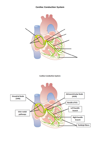 AQA A level PE Anatomy and Physiology Worksheets and Student/Teacher
