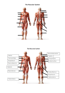 AQA A level PE Anatomy and Physiology Worksheets and Student/Teacher ...