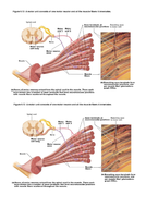 AQA A level PE Anatomy and Physiology Worksheets and Student/Teacher