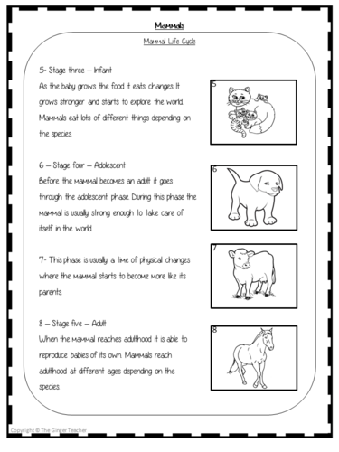 Mammals Life Cycles - Complete Science Lesson | Teaching Resources