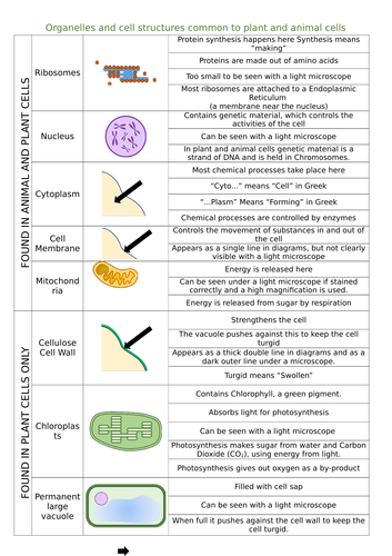 Plant and Animal Cells | Teaching Resources