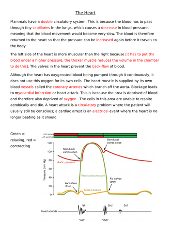 The Heart and Cardiac Cycle revision sheets | Teaching Resources