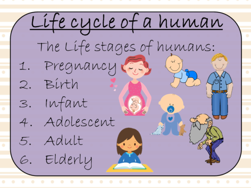 Human Life Cycles - Complete Science Lesson | Teaching Resources