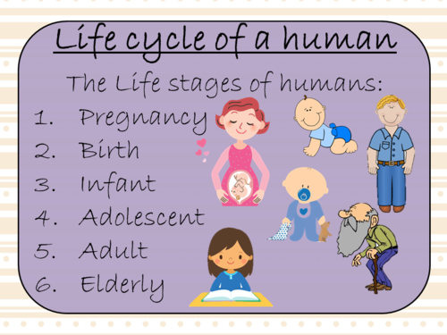 Human Life Cycles Complete Science Lesson Teaching Resources 