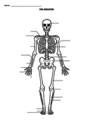 THE SKELETON - BLANK DIAGRAM | Teaching Resources