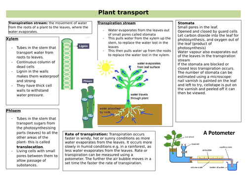 Plant transport revision AQA 9-1 GCSE | Teaching Resources